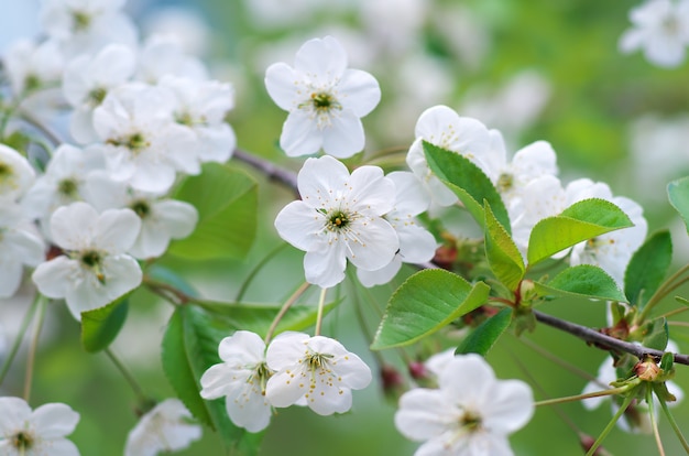 Flor da árvore de primavera. Composição da coleção de natureza.