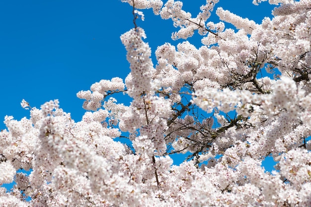 Flor da árvore de sakura no céu azul na macro de primavera