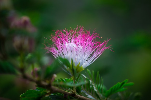 Flor da árvore de seda