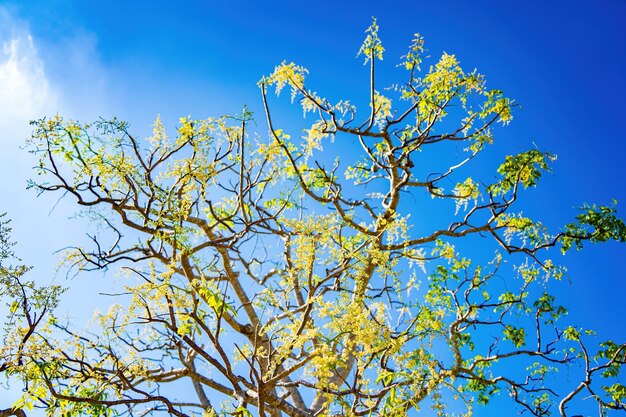 Flor da árvore frutífera ambarella contra o céu azul claro Spondias dulcis ou ambarella no Vietnã é conhecida pelo nome Cay Coc, incluindo plantas frutíferas