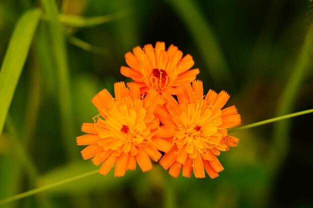 Flor da árvore laranja