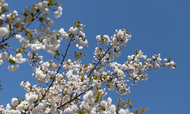 Flor da árvore Sakura florescendo fundo botânico na primavera