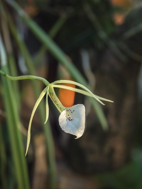 Flor da brassavola, um membro da família orchid (orchidaceae)