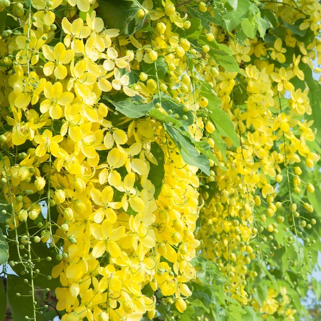 Flor da fístula da cassia na árvore, fower amarelo no pano de fundo da árvore