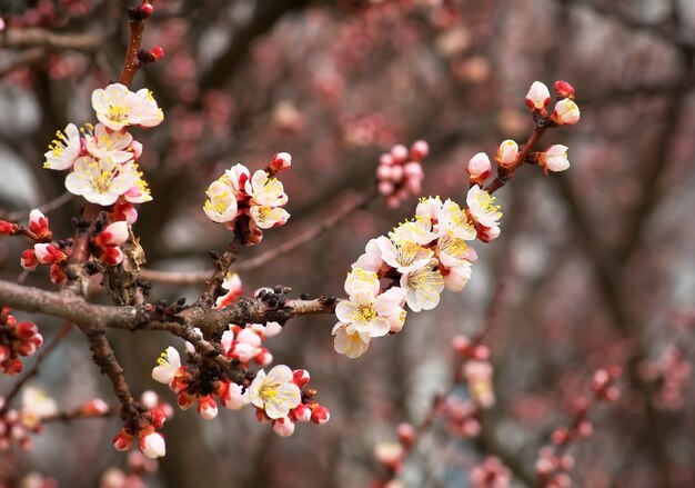 Flor da flor da árvore de alperce. Damasco com flor de primavera