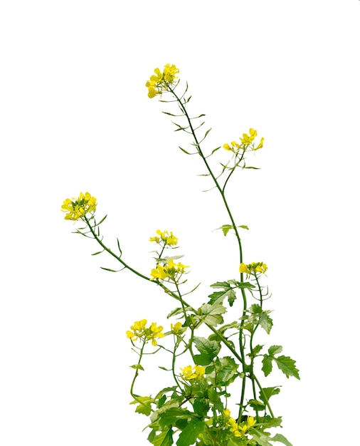 Flor da flor da mostarda, canola ou colza oleaginosa com vagem isolada no fundo branco. Óleo de colza. Brassica napus.