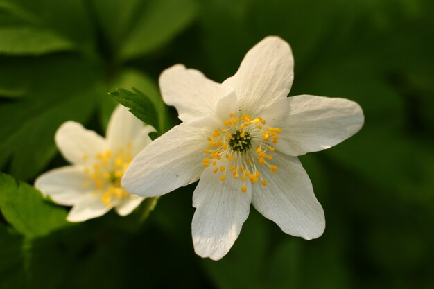 Flor da floresta de primavera branca anêmona nemorosa