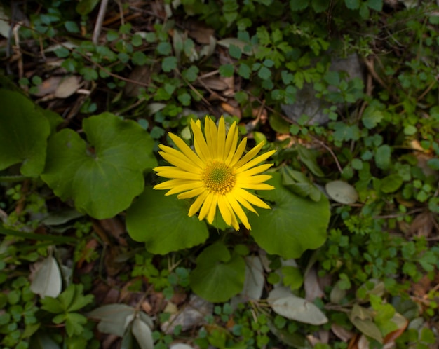 Flor da floresta selvagem de doronicum na grécia