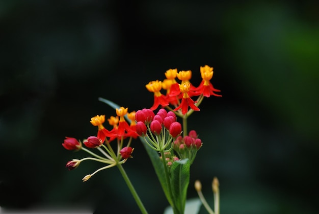 Flor da floresta tropical