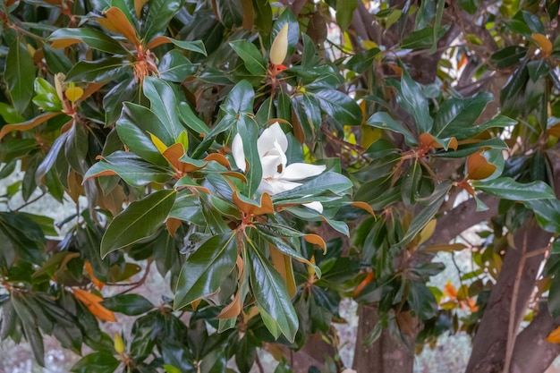 Flor da magnólia grandiflora, a magnólia do sul