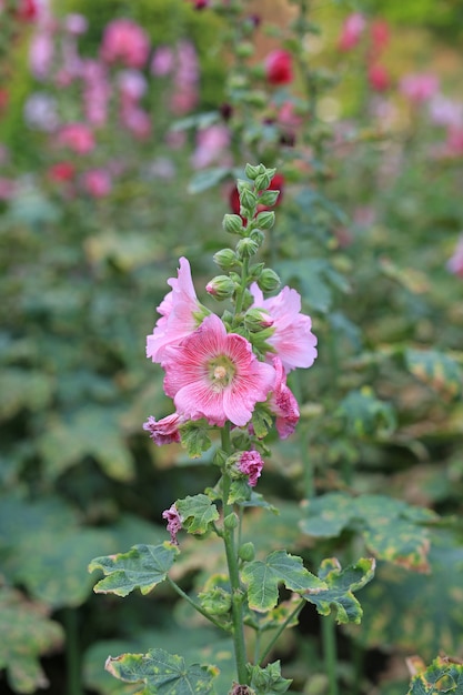 Flor da malva rosa em um jardim. Close up de flor rosa vermelha de malva-rosa em fundo verde desfocado