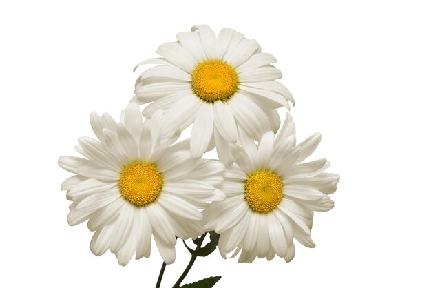Flor da margarida branca do buquê isolada no fundo branco. Postura plana, vista superior. padrão floral, objeto