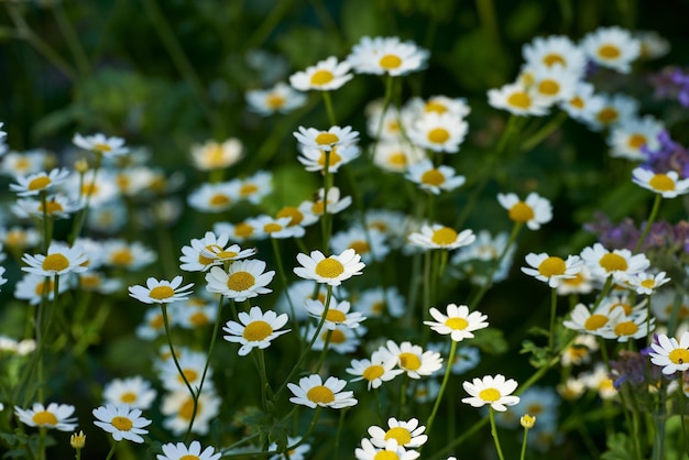 Flor da margarida crescendo em um campo ou jardim botânico em um dia ensolarado ao ar livre Margaridas inglesas ou margaridas de espécies de plantas de camomila florescendo na primavera Paisagem cênica de flores na natureza