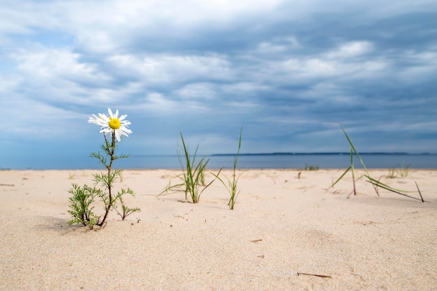 Flor da margarida crescendo na areia da praia perto da água do mar contra nuvens de tempestade