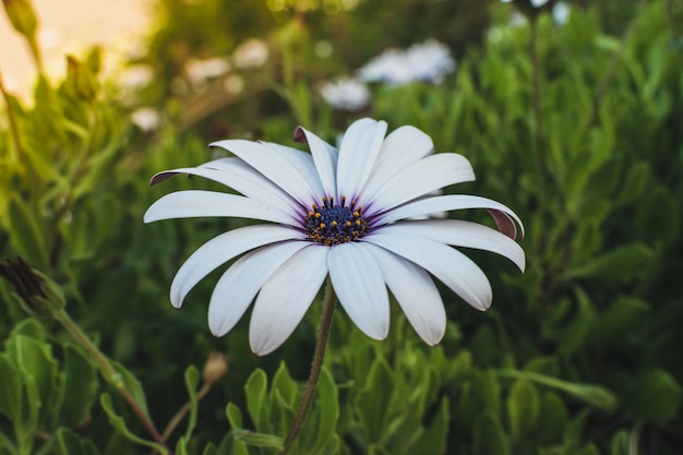 Flor da Margarida Gerbera. Conceito de festa de verão mulheres ao ar livre