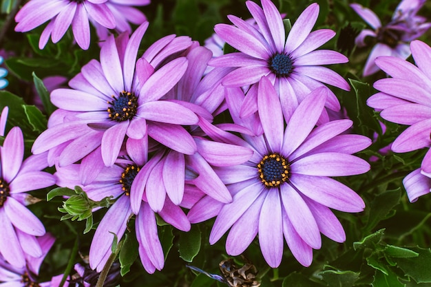 Foto flor da margarida gerbera. conceito de festa de verão mulheres ao ar livre