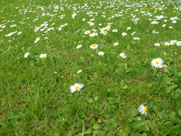 Flor da margarida na grama