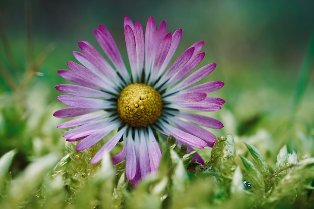 flor da margarida na primavera