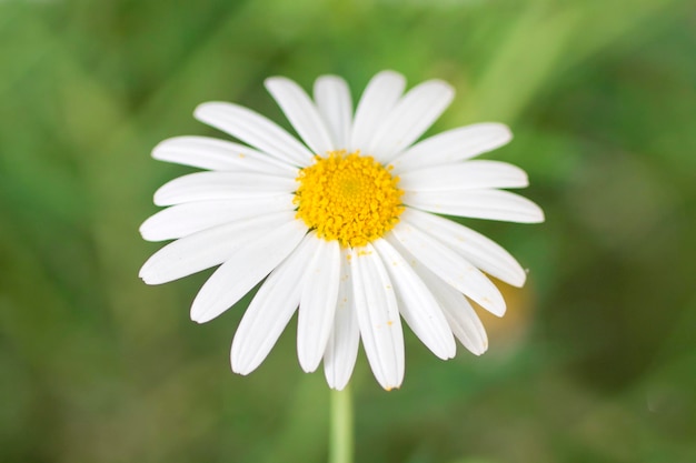 flor da margarida