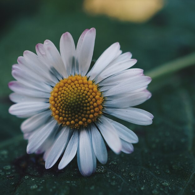 flor da margarida