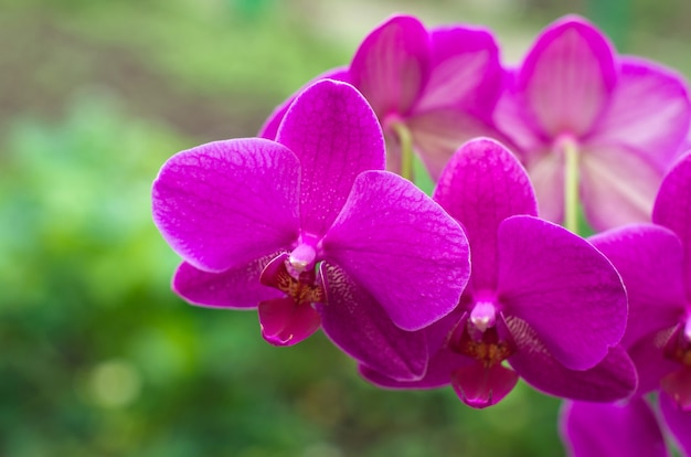 Flor da orquídea com verde eu