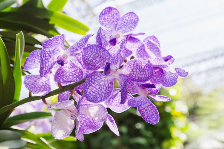 Flor da orquídea de Vanda no jardim no dia do inverno ou de mola.
