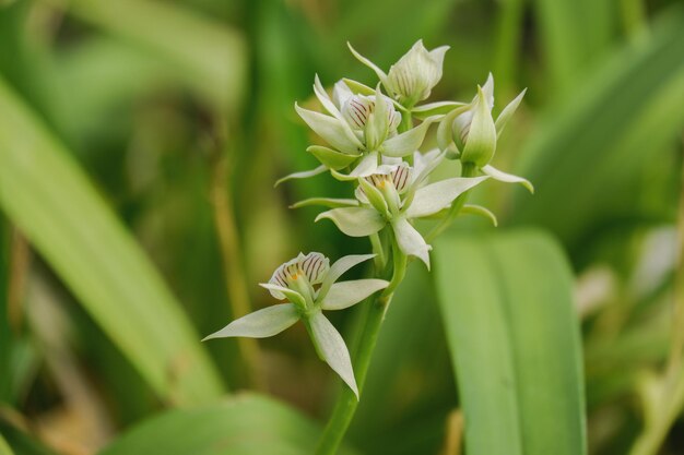 Flor da orquídea desabrochando