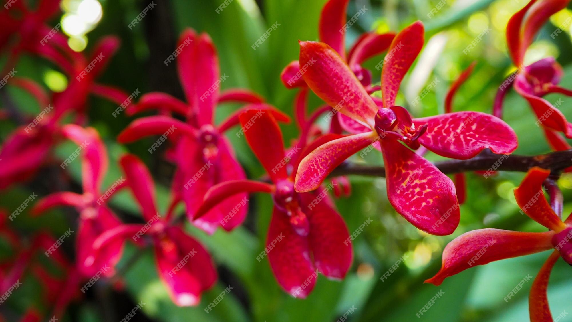 Flor da orquídea epidendrum em jardins botânicos em cingapura | Foto Premium