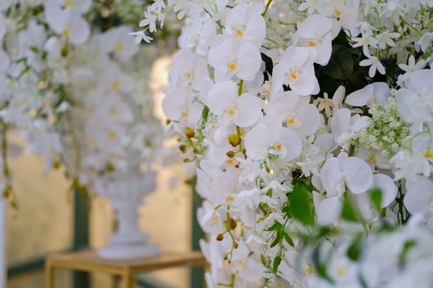 flor da orquídea, foto de natureza bela flor