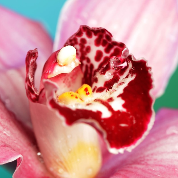 flor da orquídea lindo