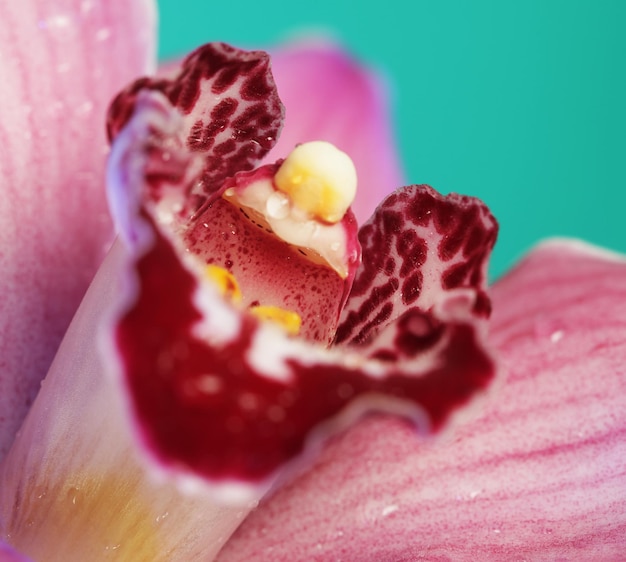 flor da orquídea lindo