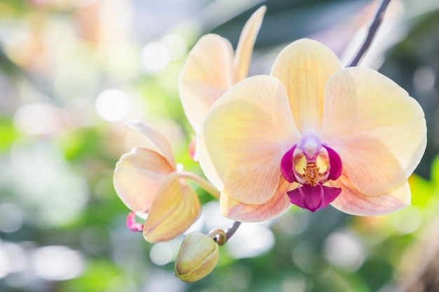 Flor da orquídea no jardim da orquídea no dia do inverno ou de mola. Orquídea phalaenopsis ou orquídea de traça