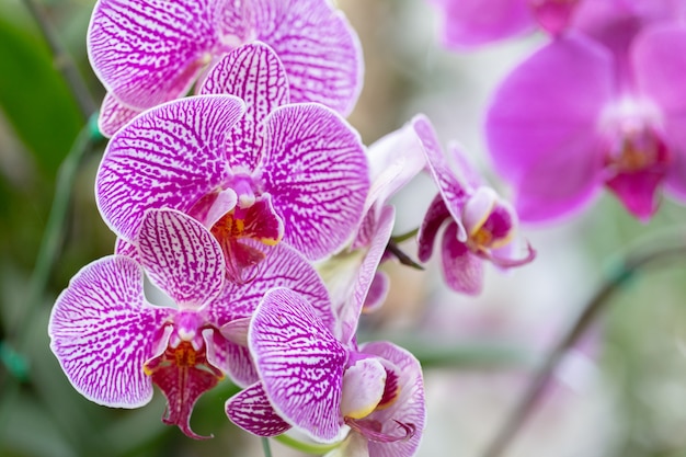 Flor da orquídea no jardim da orquídea no dia do inverno ou de mola. orquídea phalaenopsis.