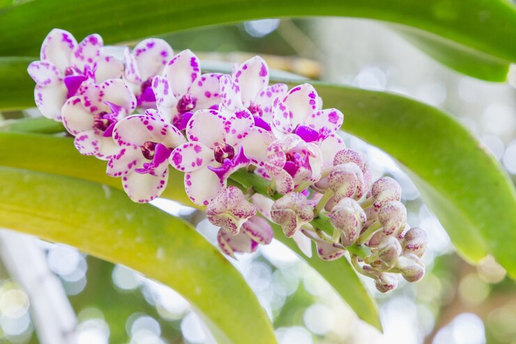 Flor da orquídea no jardim da orquídea no dia do inverno ou de mola. Orquídea Rhynchostylis.
