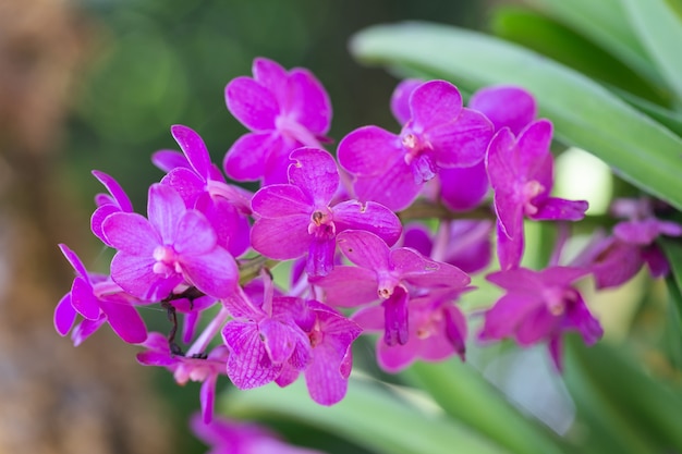 Flor da orquídea no jardim da orquídea no dia do inverno ou de mola. orquídea vanda.