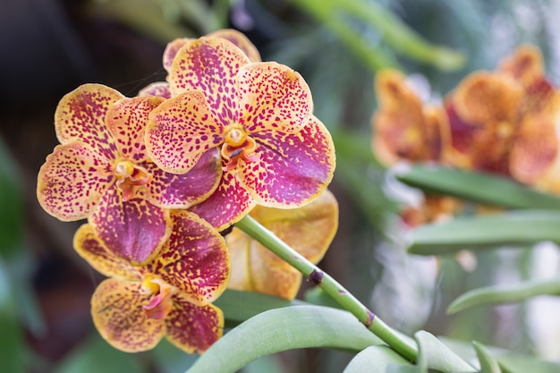 Flor da orquídea no jardim da orquídea no dia do inverno ou de mola. orquídea vanda.