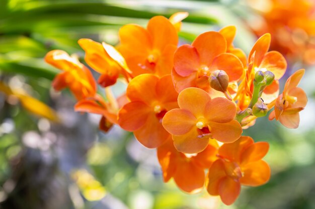 Flor da orquídea no jardim de orquídeas no inverno ou na primavera.