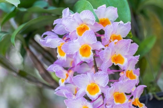 Flor da orquídea no jardim no dia do inverno ou de mola.