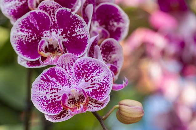 Flor da orquídea no jardim no inverno ou na primavera. Phalaenopsis Orchidaceae