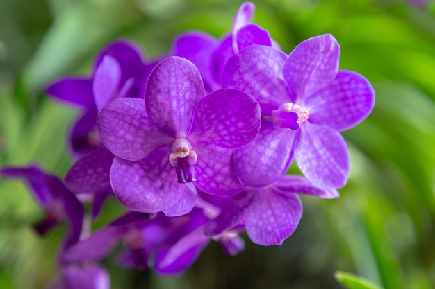 Flor da orquídea no jardim no inverno ou na primavera. Vanda Orchid.