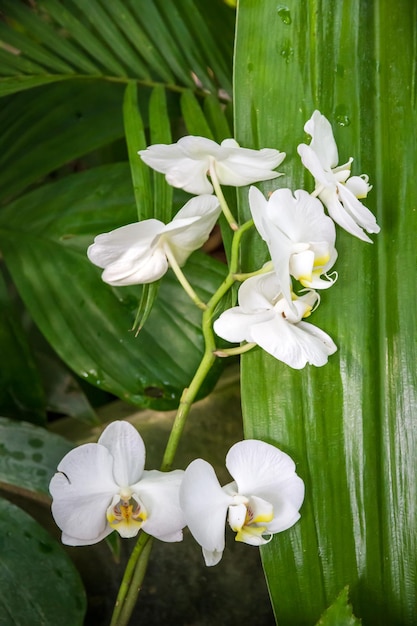 Flor da orquídea phalaenopsis amabilis