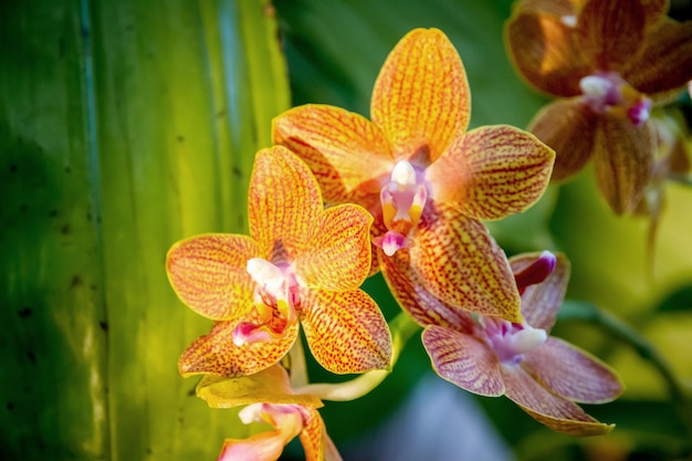 Flor da orquídea Phalaenopsis amarelo