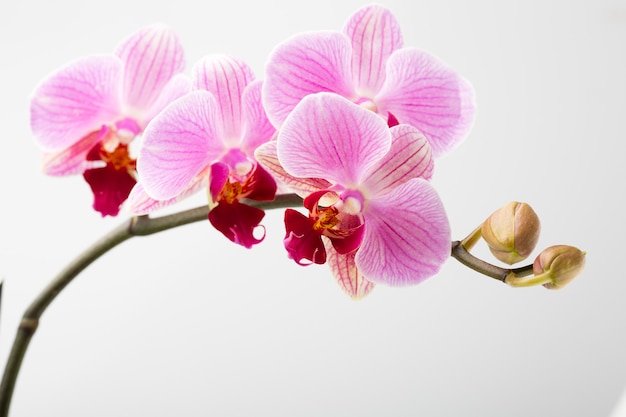 Flor da orquídea.