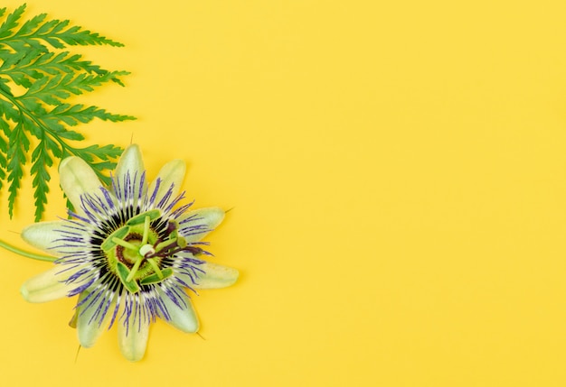 Flor da paixão com folha de samambaia em uma mesa amarela