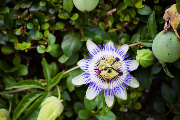 flor da paixão em um fundo de escalada da planta. Flores de verão em flor.