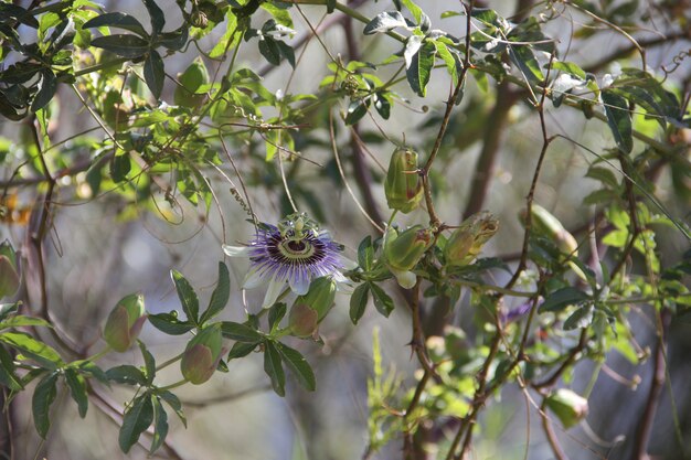 Flor da Paixão