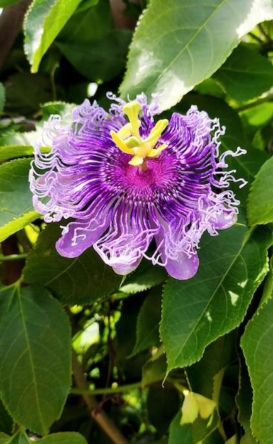 Flor da Paixão