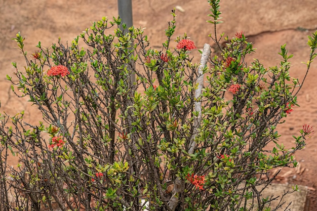 Flor da planta flamejante da selva