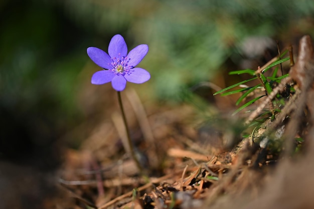 Flor da primavera Linda planta roxa na floresta Fundo natural colorido Hepatica nobilis