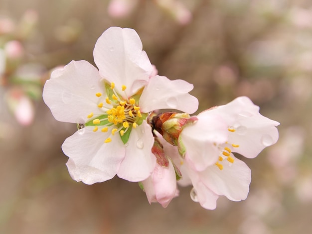 Flor da primavera na árvore Elemento de design